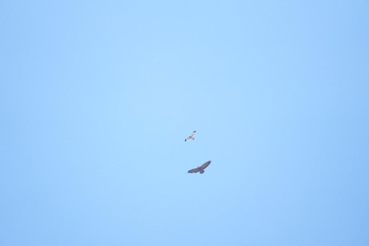 Cinereous Harrier - ML645418561