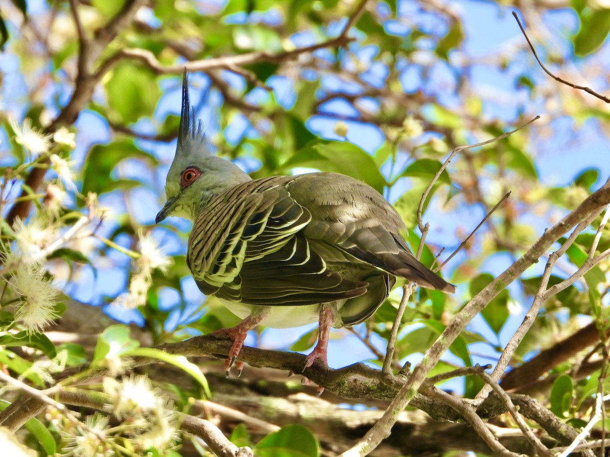 Spitzschopftaube - ML645418567