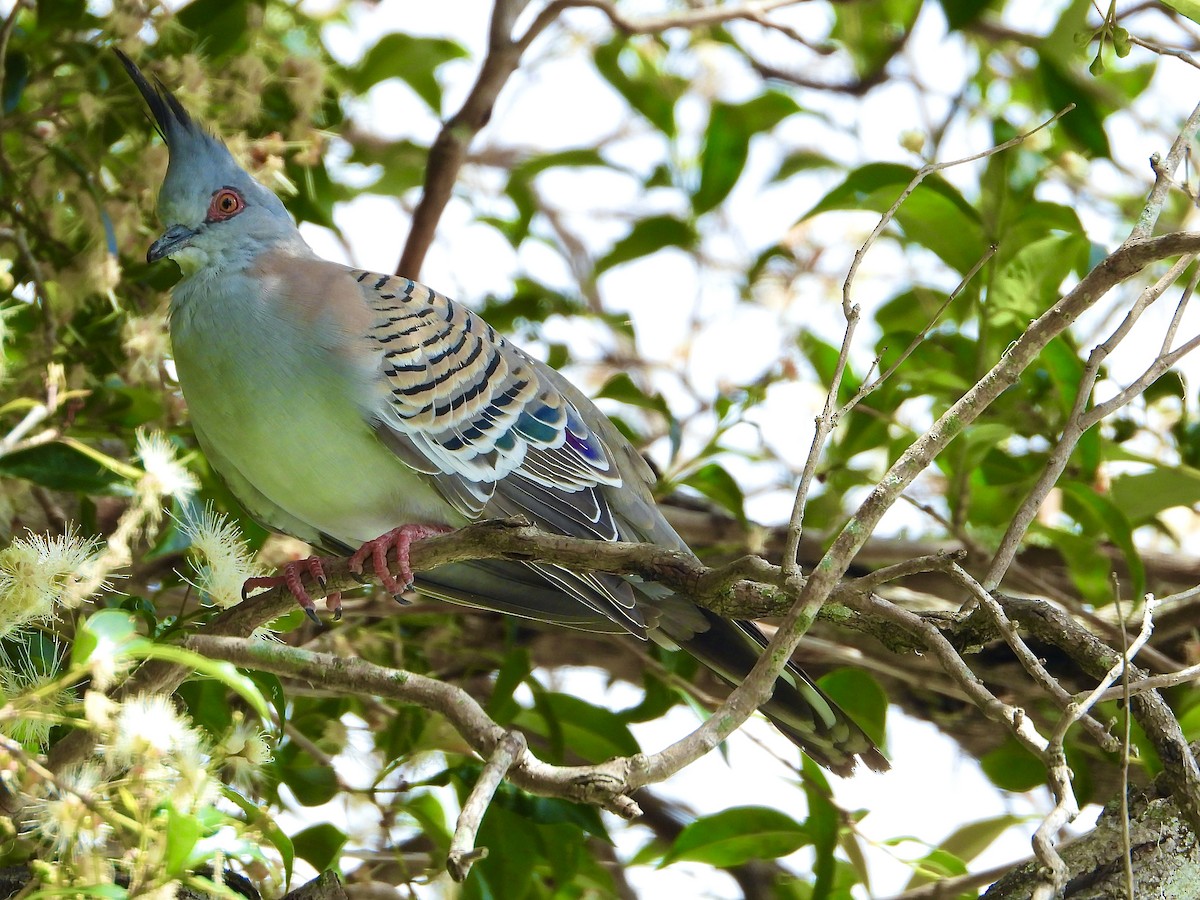 Spitzschopftaube - ML645418576