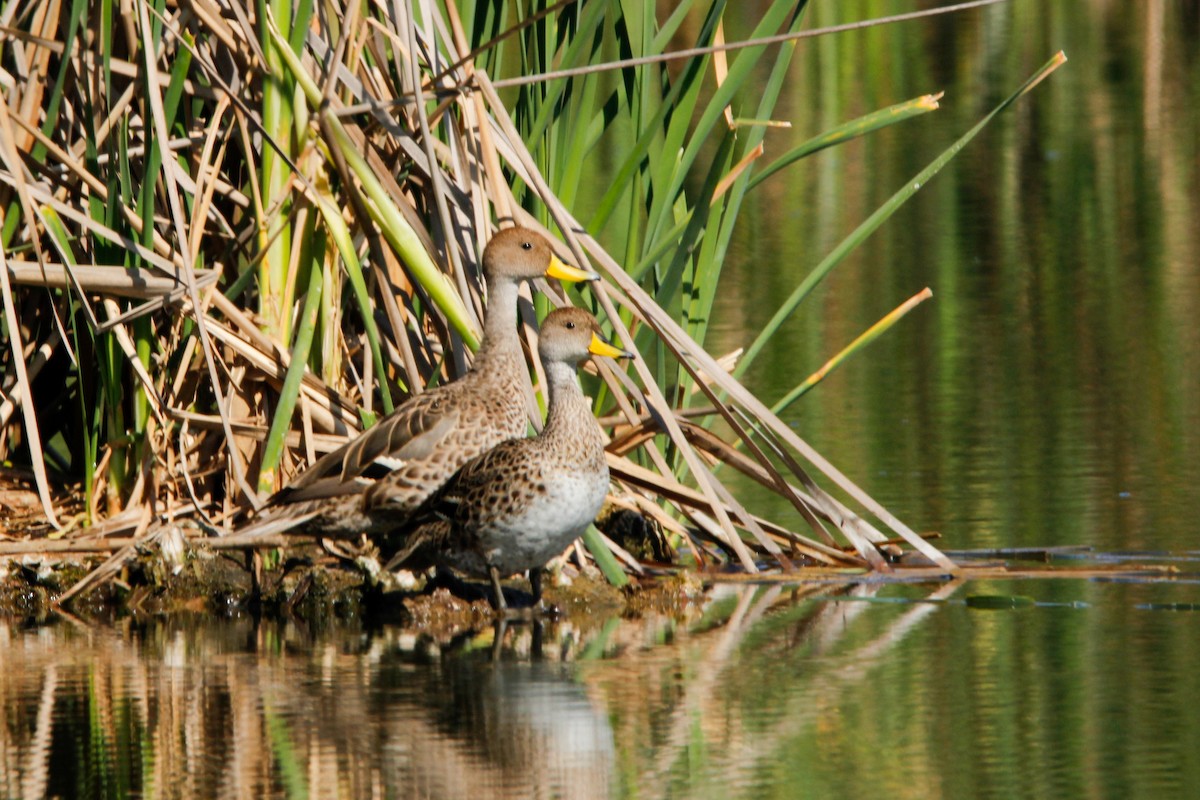 Yellow-billed Pintail - ML645418579