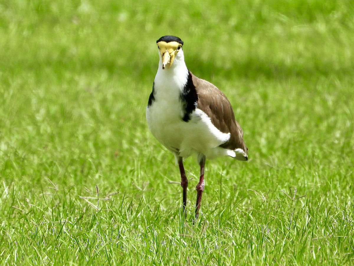 čejka australská - ML645418583