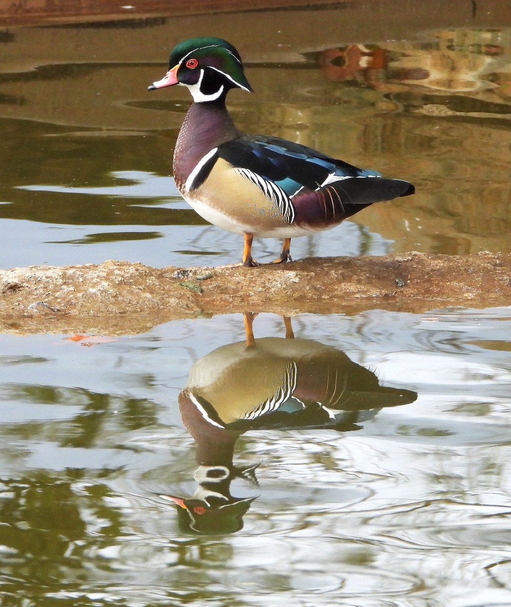 kachnička karolínská - ML645418593