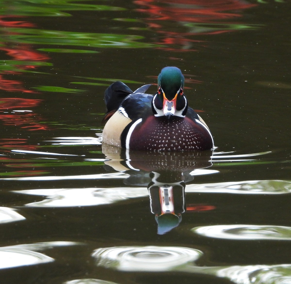 kachnička karolínská - ML645418594