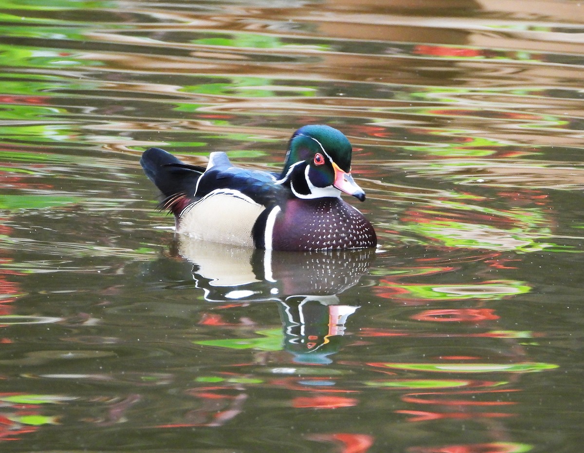 kachnička karolínská - ML645418595