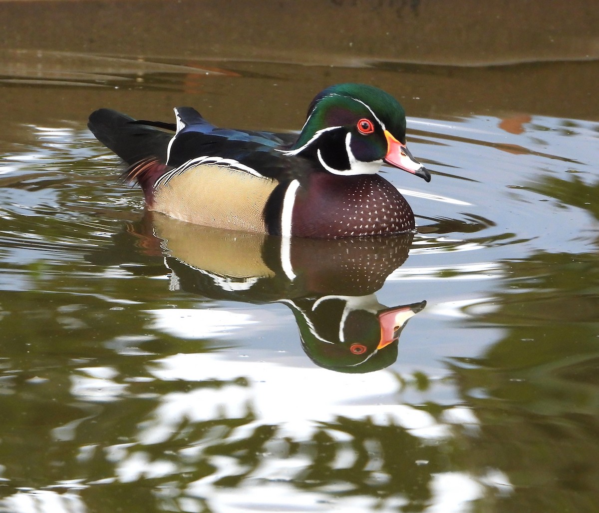 kachnička karolínská - ML645418596