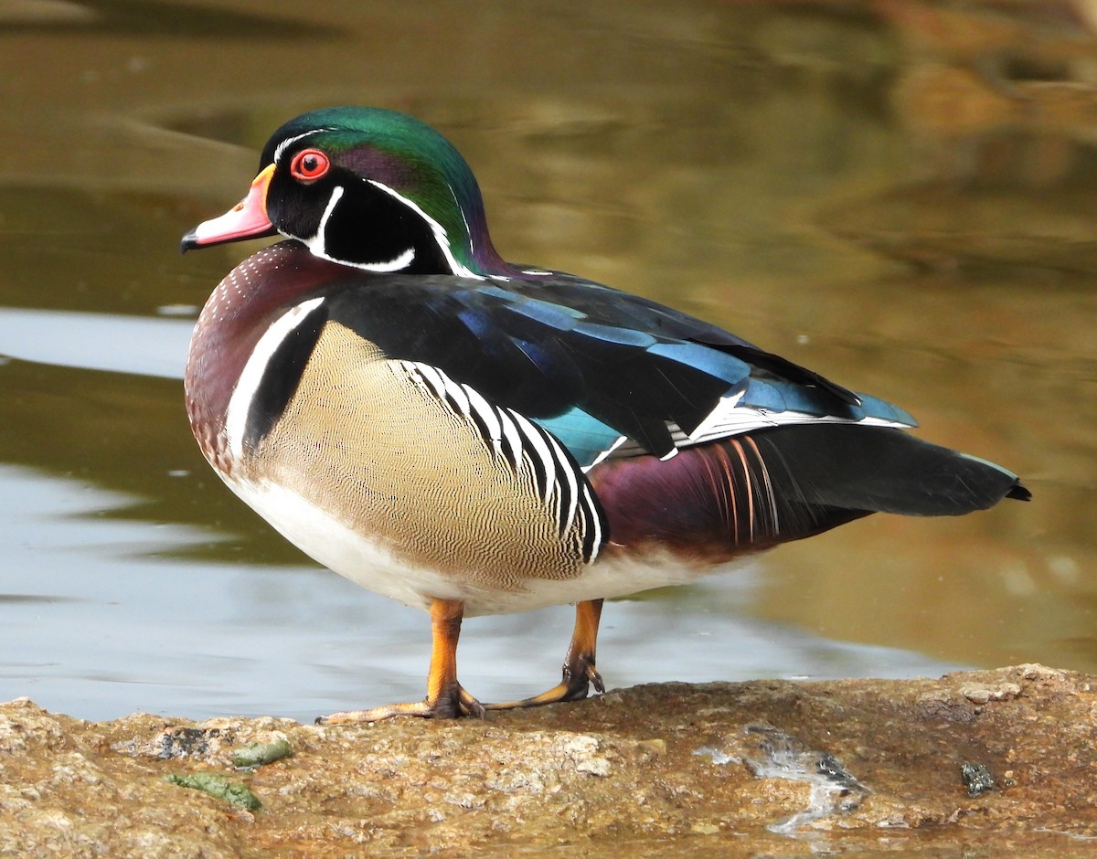 kachnička karolínská - ML645418598