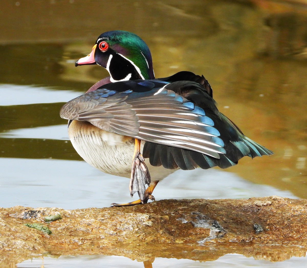 kachnička karolínská - ML645418599