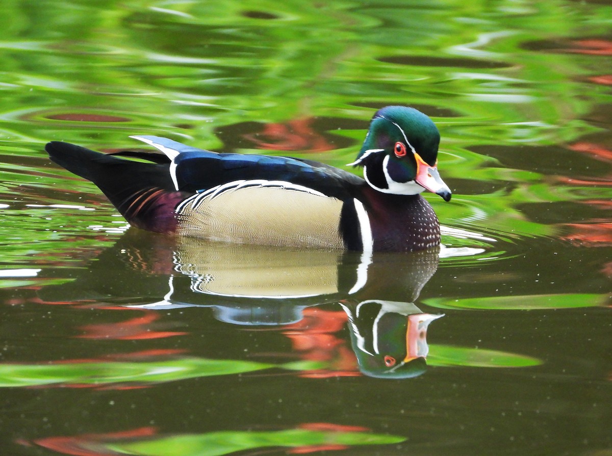 kachnička karolínská - ML645418600