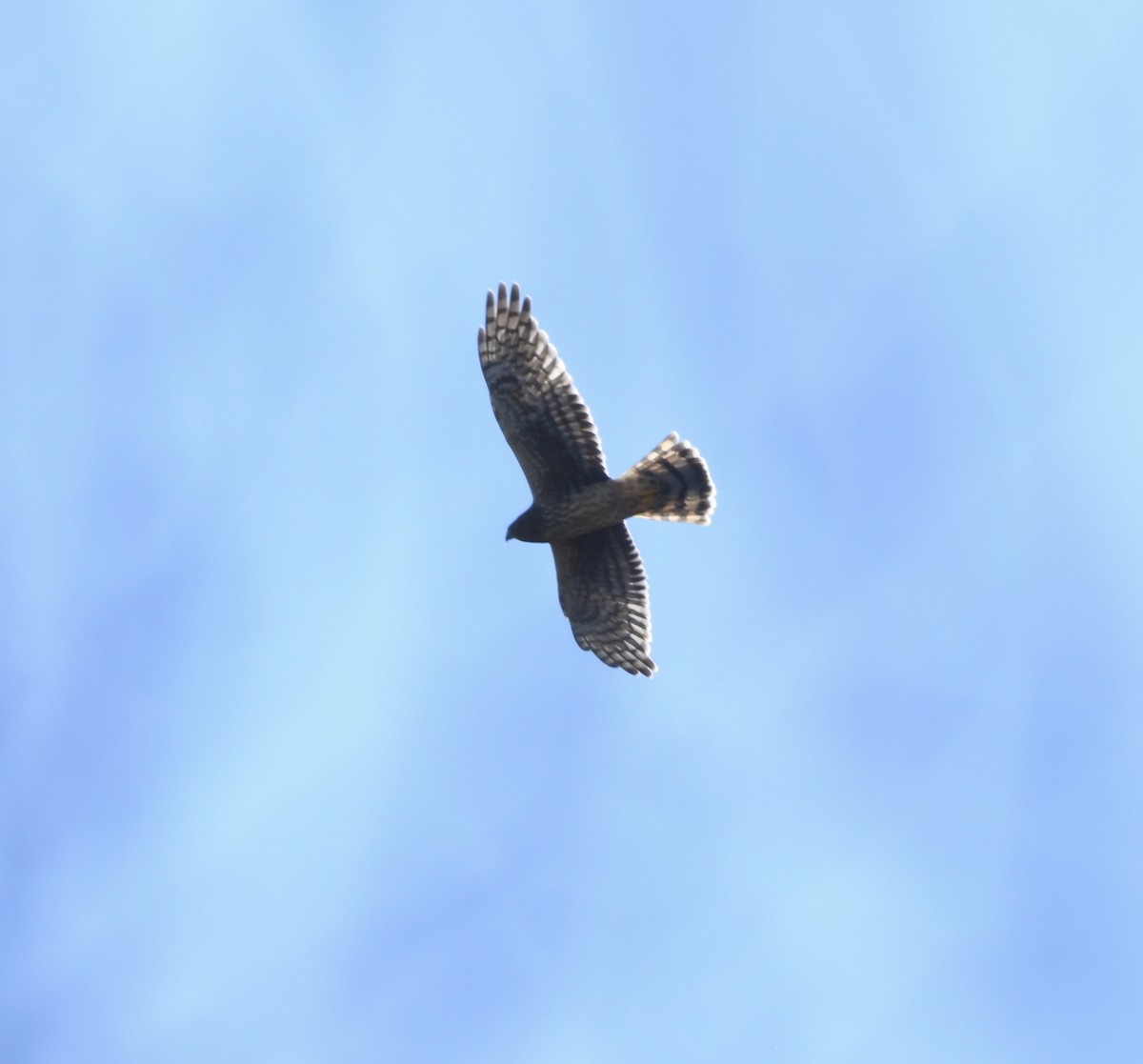Cooper's Hawk - ML645418605