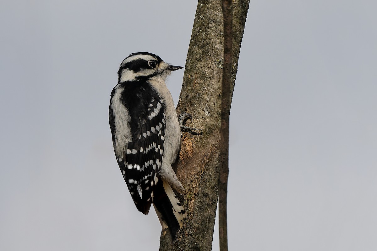 Downy Woodpecker - ML645418607