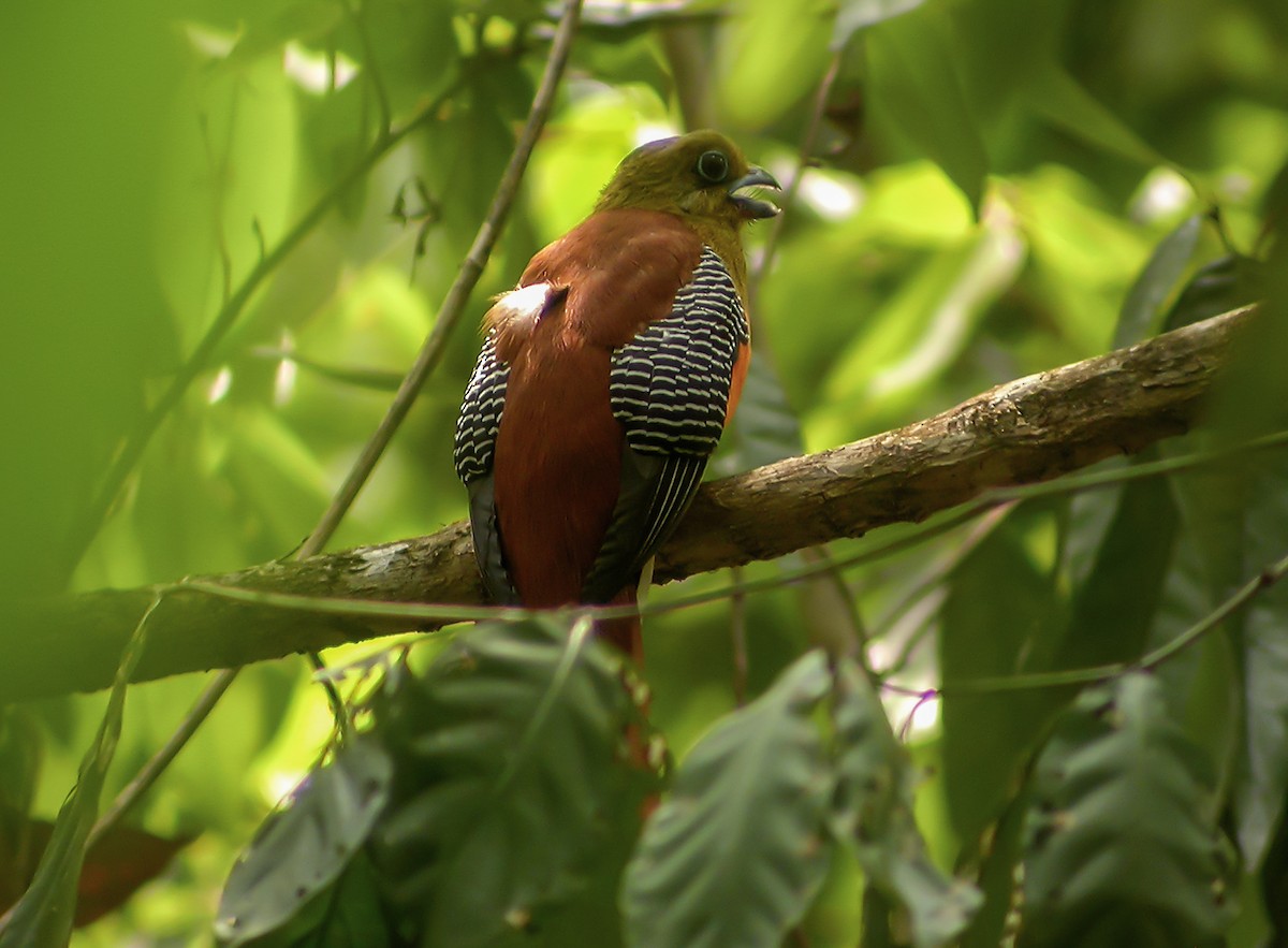 ヤマキヌバネドリ - ML645418618