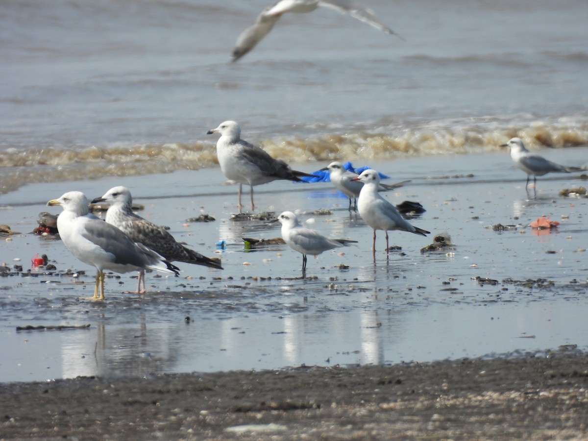 Zafferano - ML645418637