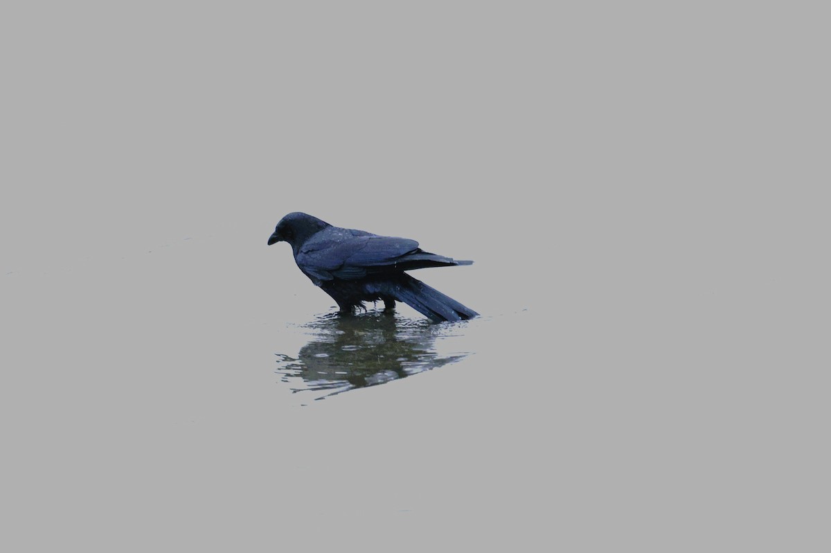 American Crow - ML645418639