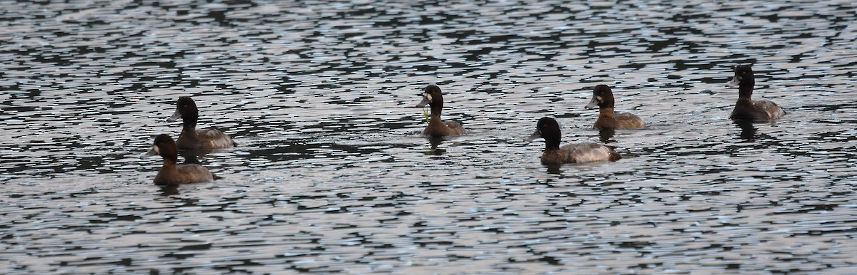 Морская чернеть - ML645418642