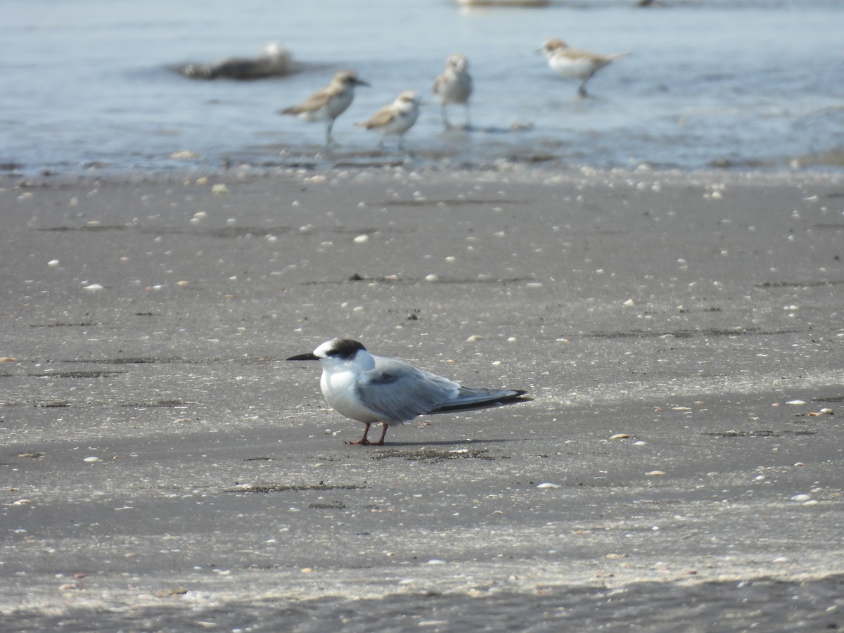 Common Tern - ML645418652