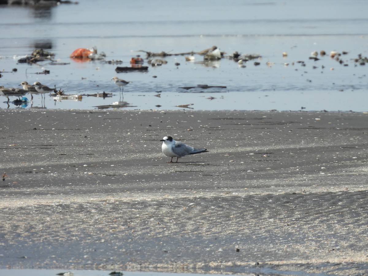 Common Tern - ML645418653
