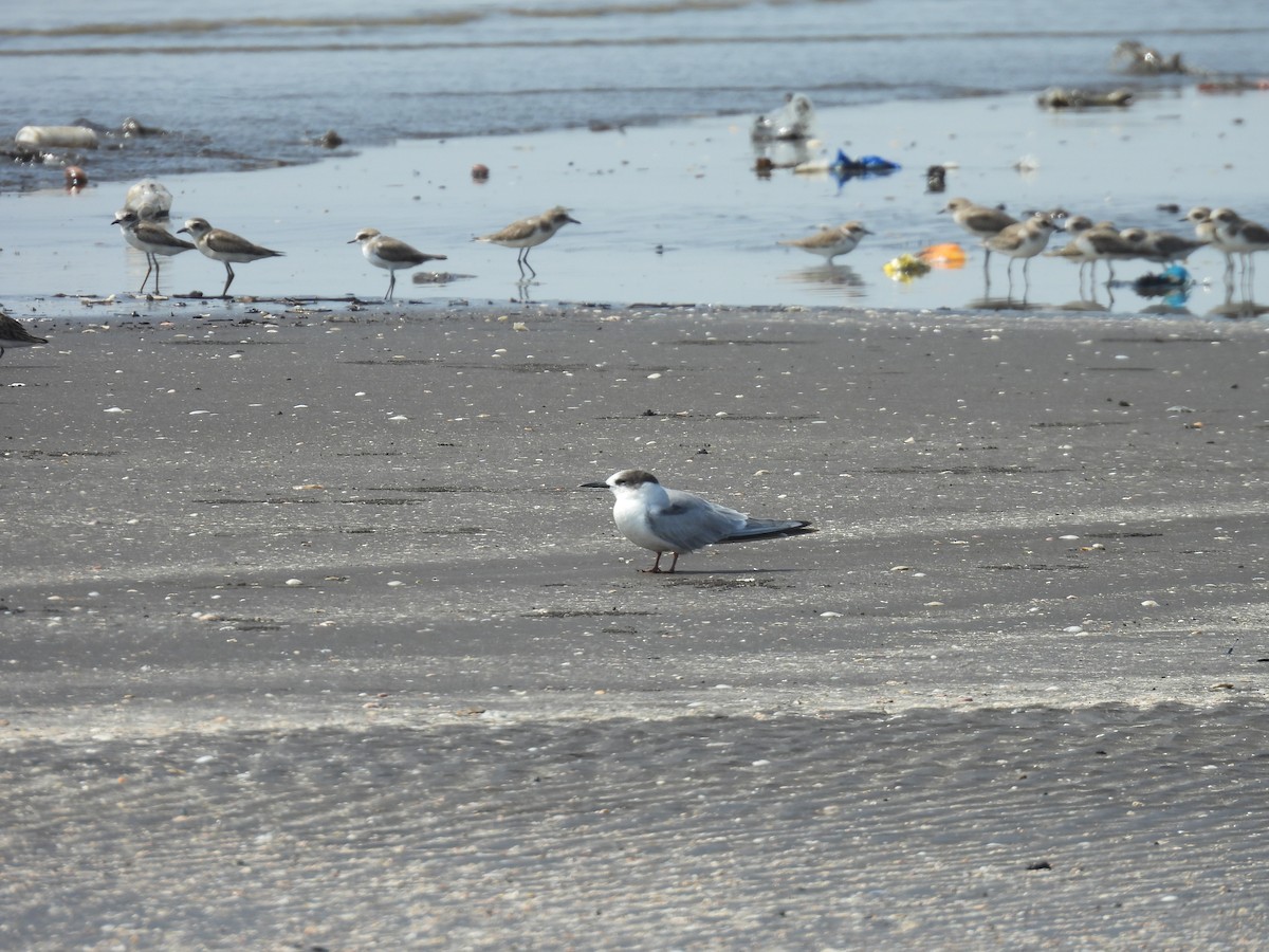 Common Tern - ML645418654