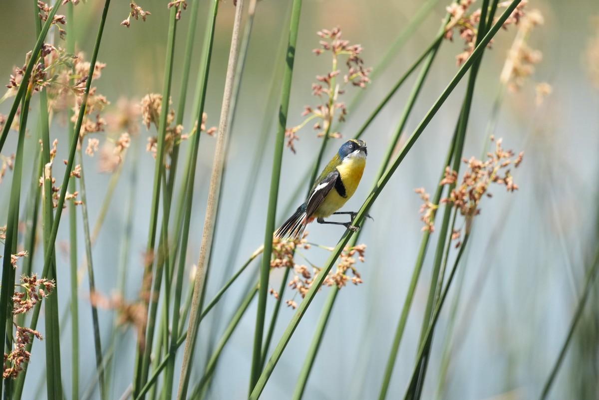 Many-colored Rush Tyrant - ML645418656