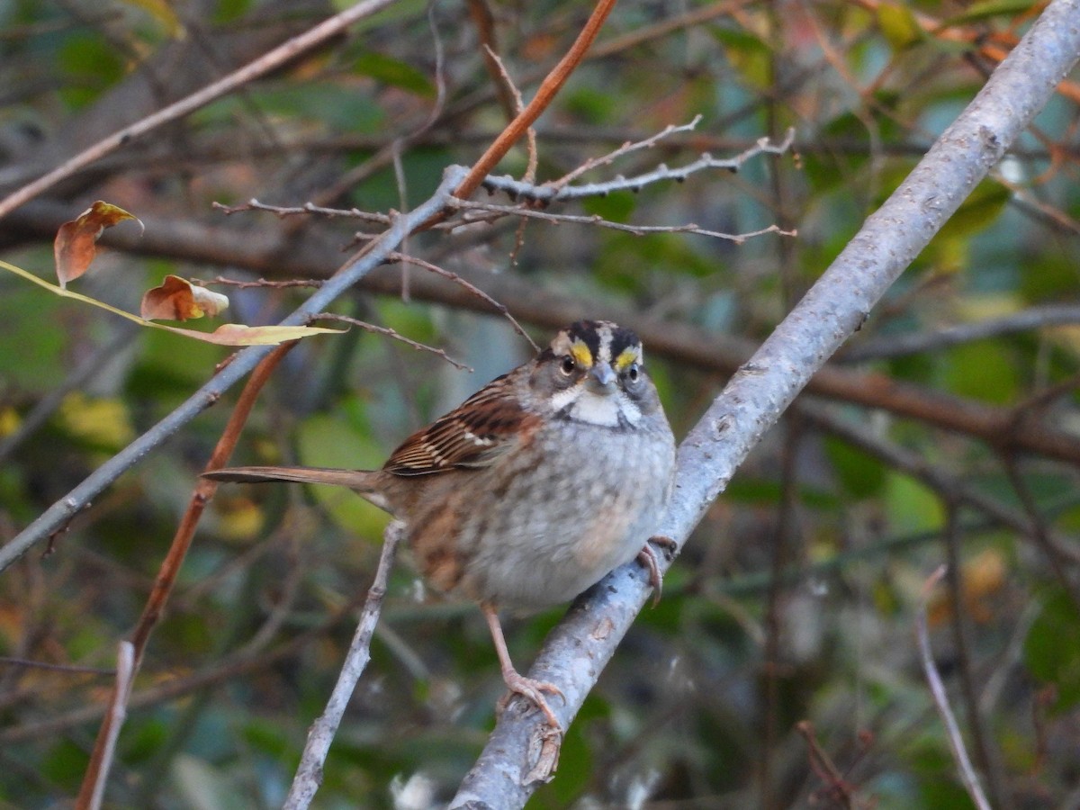 hvitstrupespurv - ML645418661