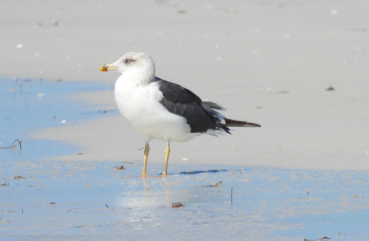 Zafferano - ML645418662