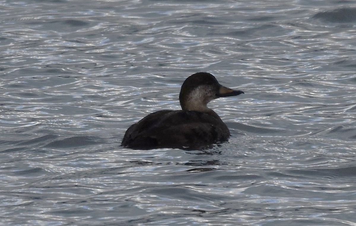 Black Scoter - ML645418663
