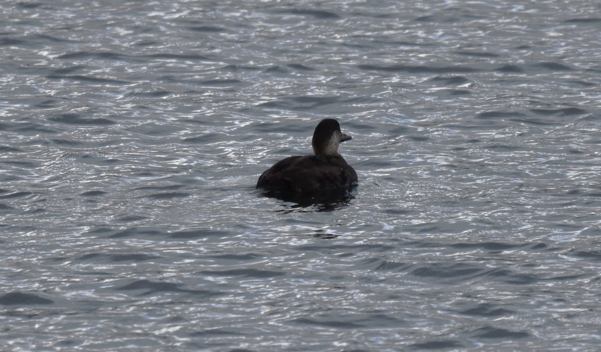 Black Scoter - ML645418664