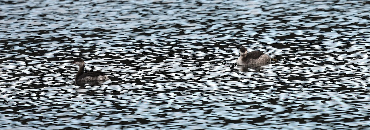 Txilinporta urrebelarria - ML645418677