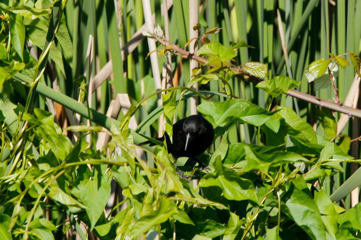 Yellow-winged Blackbird - ML645418692