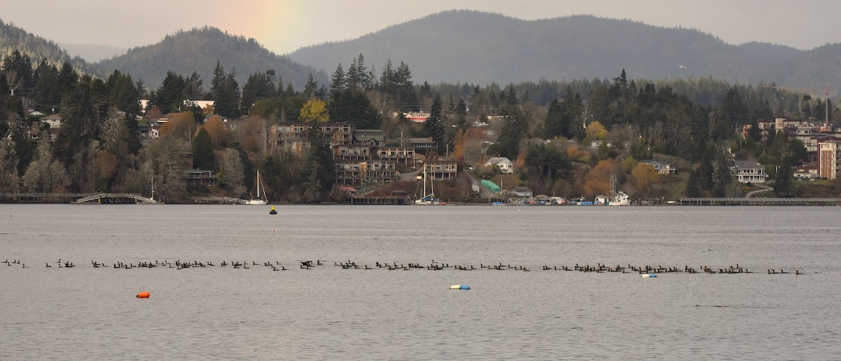 Double-crested Cormorant - ML645418694