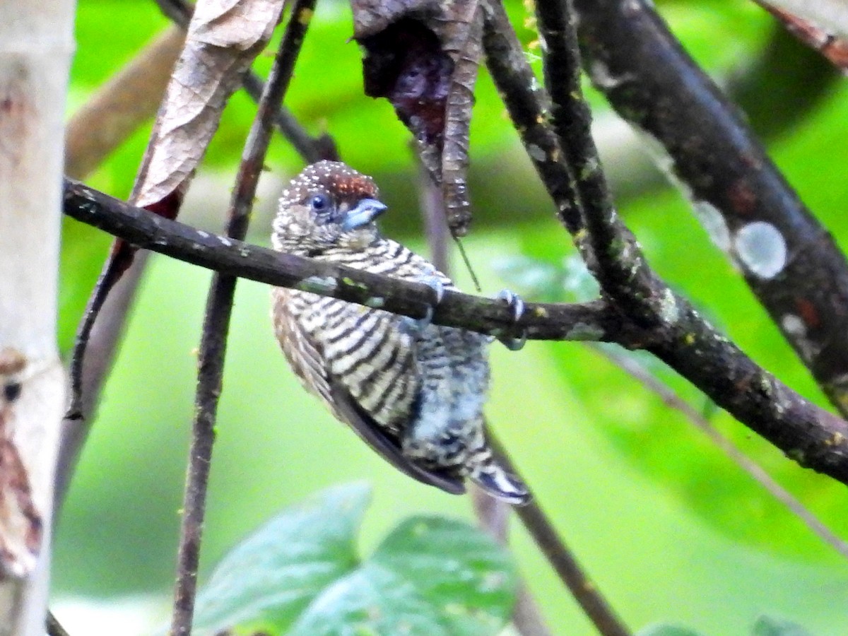 datlíček pruhovaný - ML645418717