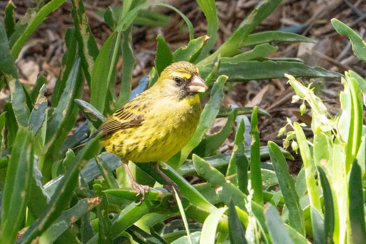 Forest Canary - ML645418723