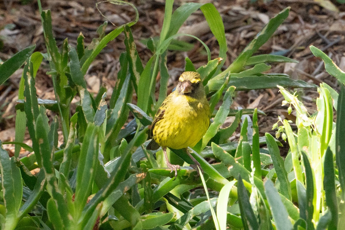 Forest Canary - ML645418724