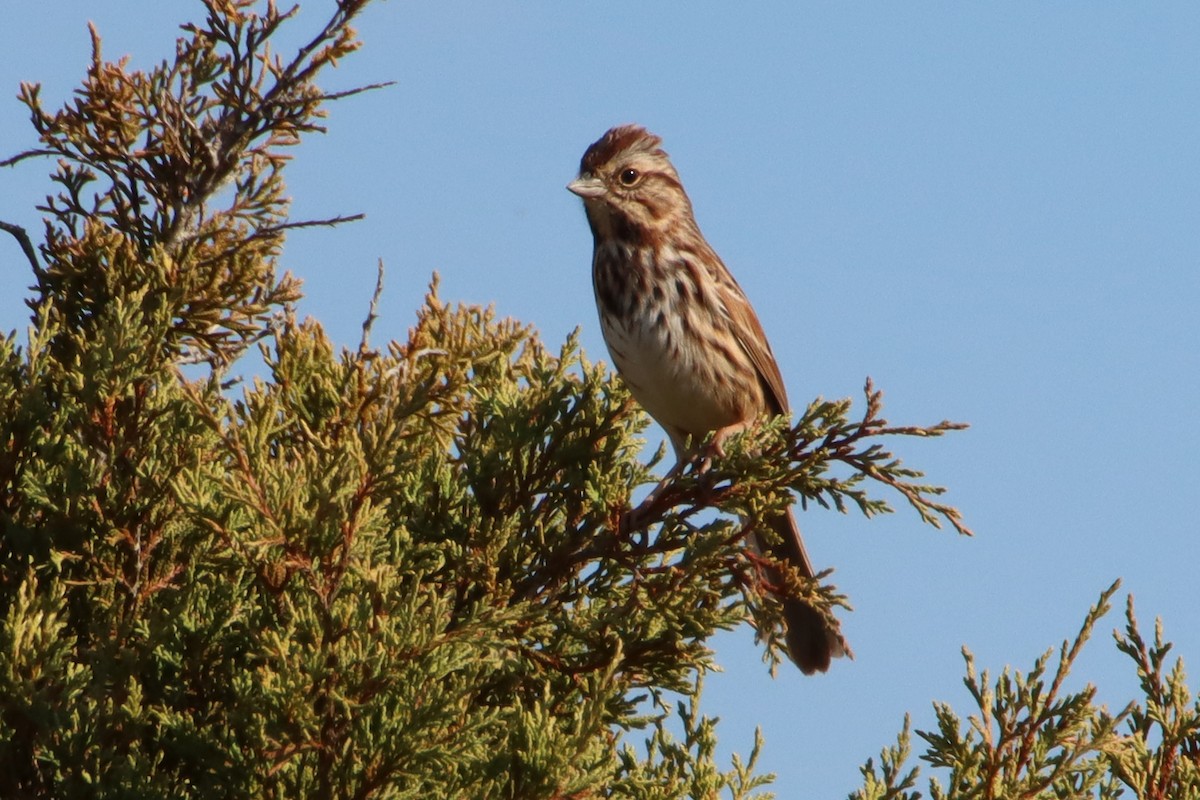 Song Sparrow - ML645418726