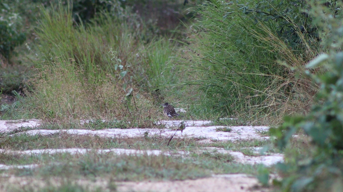 Lesser Roadrunner - ML645418733