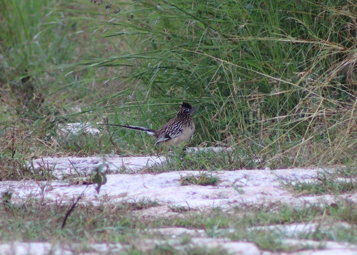 Lesser Roadrunner - ML645418735