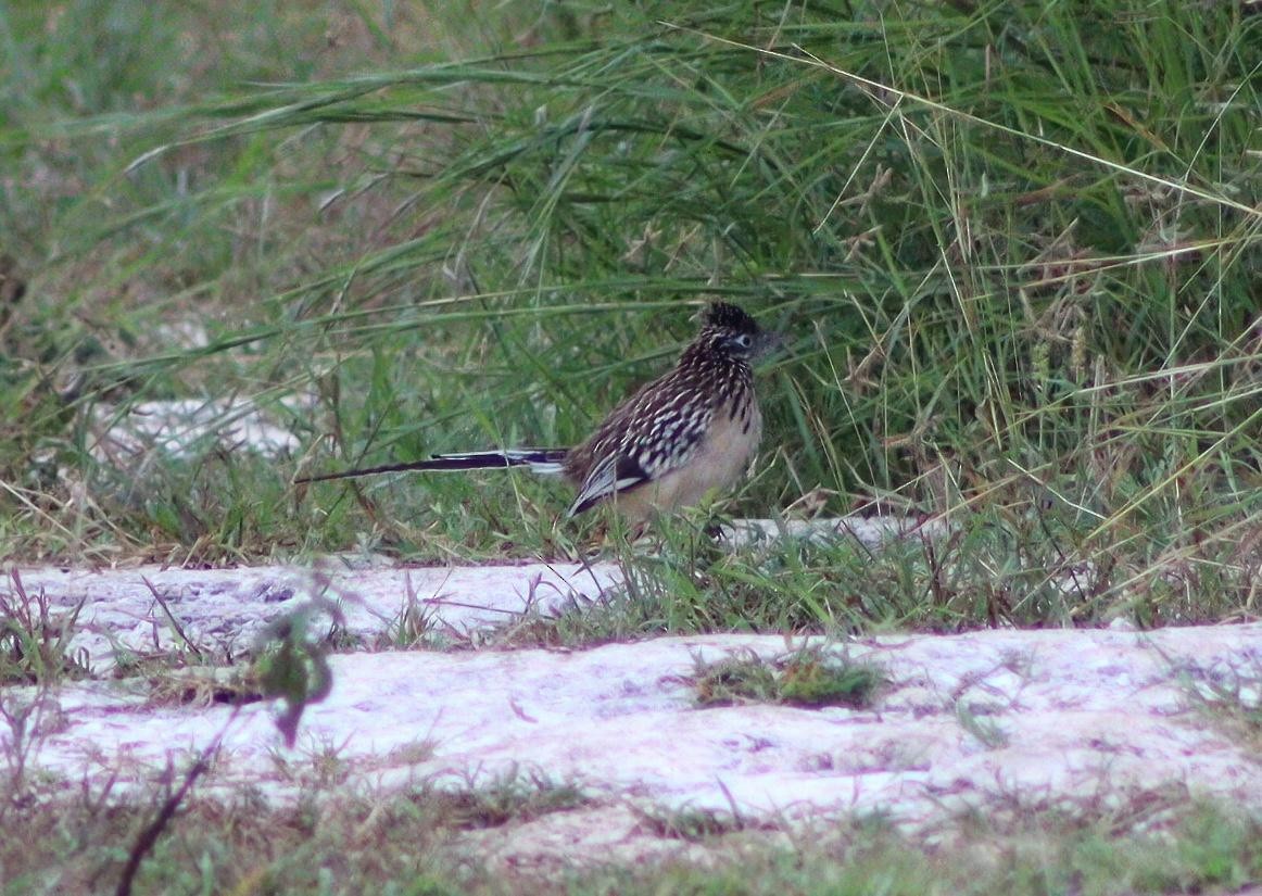 Lesser Roadrunner - ML645418738