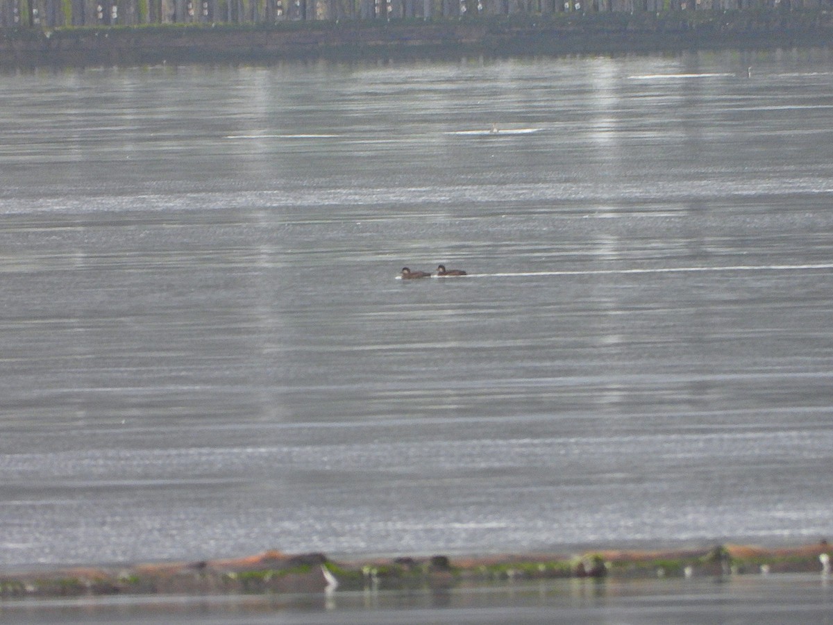 Black Scoter - ML645418742