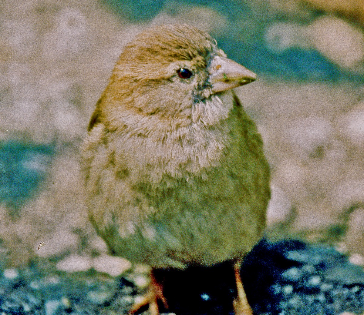 דרור הבית - ML645418745