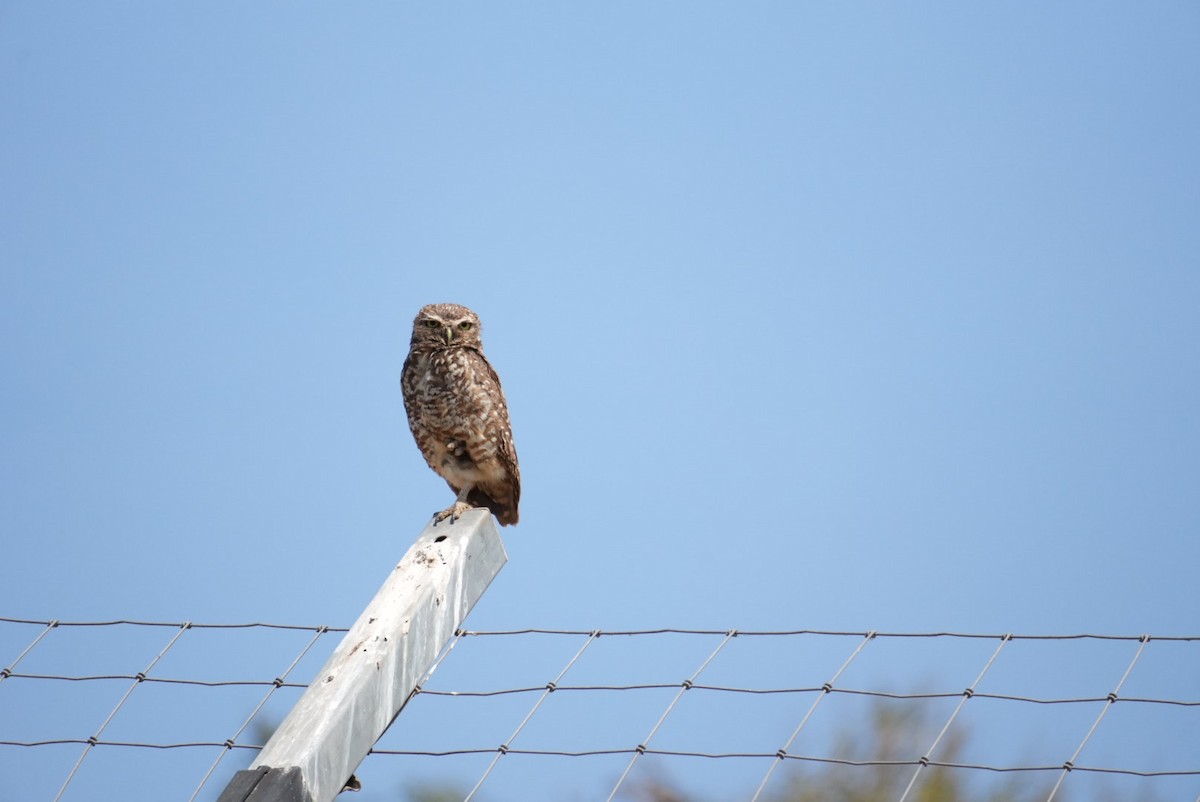 Burrowing Owl - ML645418748