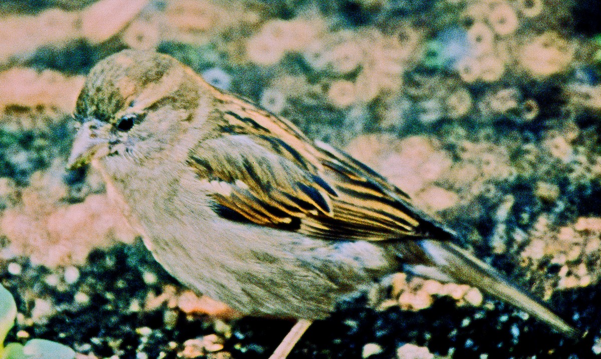 דרור הבית - ML645418760