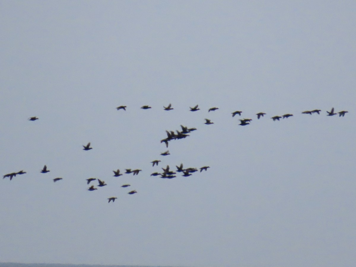 Black Scoter - ML645418774