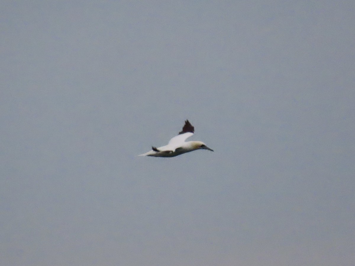 Northern Gannet - ML645418788