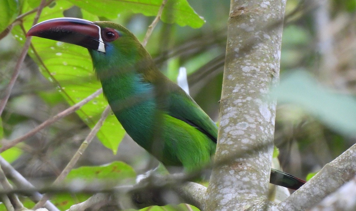 Crimson-rumped Toucanet - ML645418793