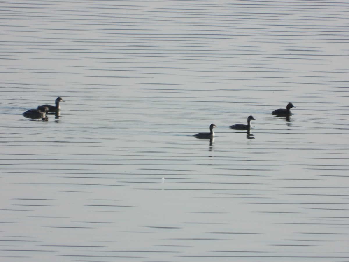 potápka černokrká - ML645418801