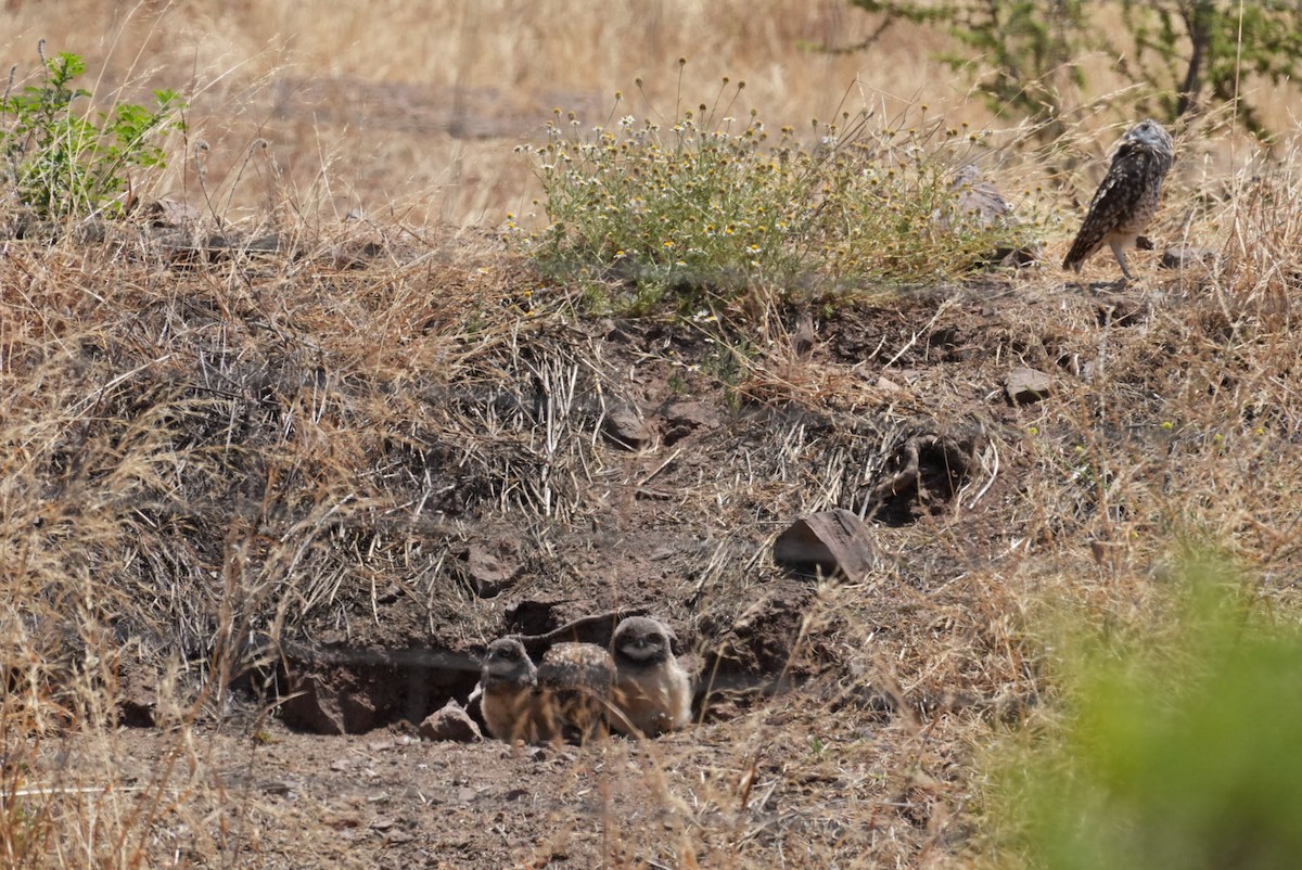 Burrowing Owl - ML645418815