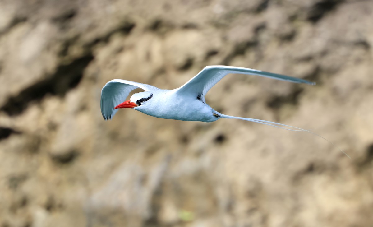 Red-billed Tropicbird - ML645418816