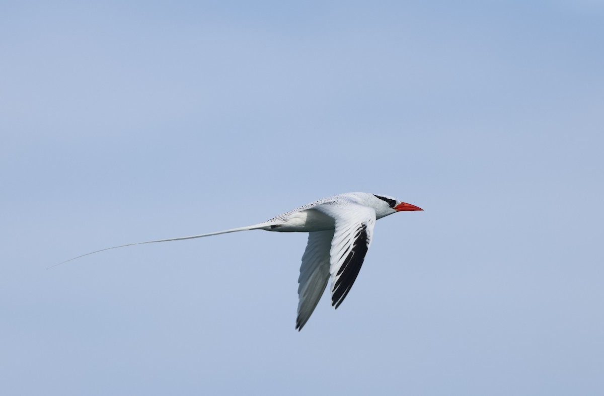 Red-billed Tropicbird - ML645418817