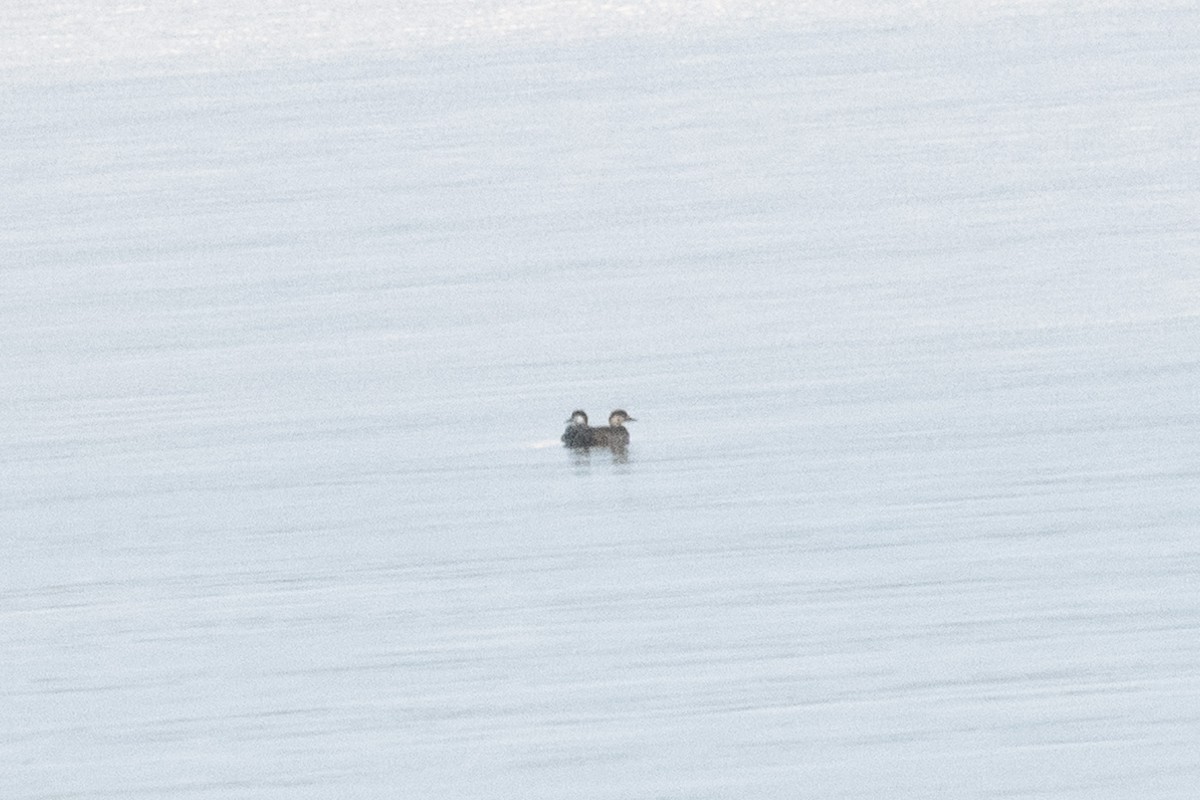 Black Scoter - ML645418824