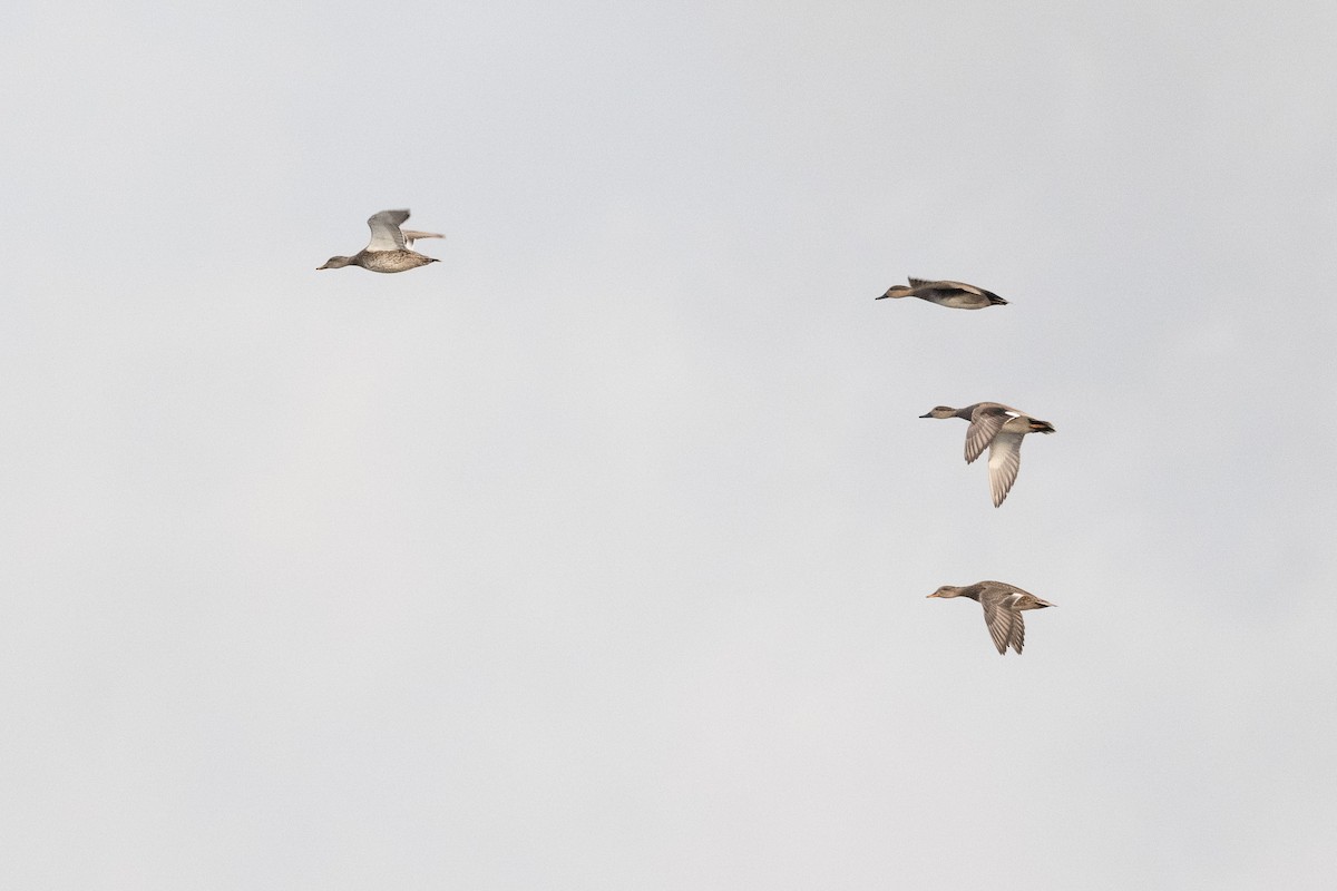 kopřivka obecná - ML645418844