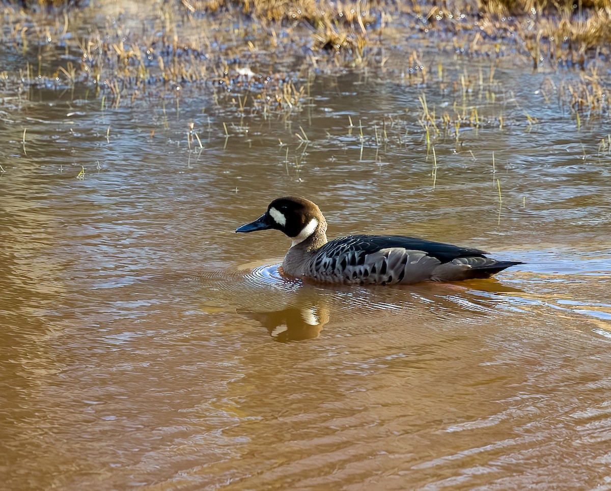 Spectacled Duck - ML645418849